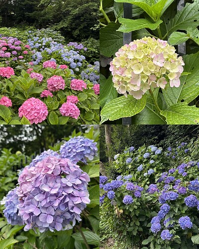 紫陽花.PNG