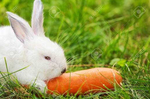 115143878-cute-fluffy-rabbit-eating-carrot-outdoors