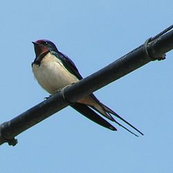 250px-Barn_Swallow_800