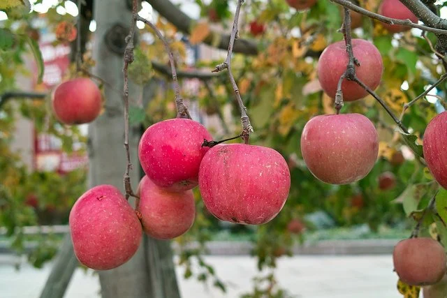 aomori_apples_japan