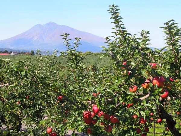 Hirosaki-Apple-Park-And-Mt.-Iwaki-Hirosaki-Aomori-Japan